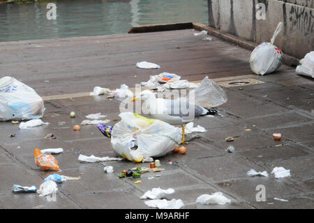 Un gabbiano a Venezia, Italia, raccoglie oltre di plastica sacchi della spazzatura. Foto Stock