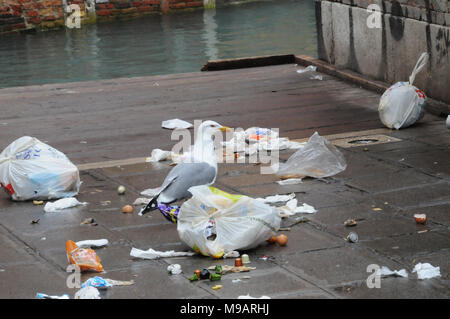 Un gabbiano a Venezia, Italia, raccoglie oltre di plastica sacchi della spazzatura. Foto Stock