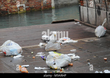 Un gabbiano a Venezia, Italia, raccoglie oltre di plastica sacchi della spazzatura. Foto Stock