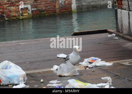 Un gabbiano a Venezia, Italia, raccoglie oltre di plastica sacchi della spazzatura. Foto Stock