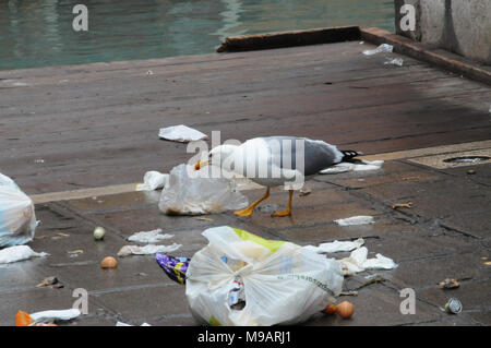 Un gabbiano a Venezia, Italia, raccoglie oltre di plastica sacchi della spazzatura. Foto Stock