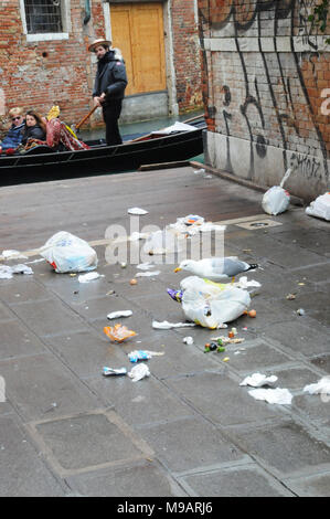 Un gabbiano a Venezia, Italia, raccoglie oltre di plastica sacchi della spazzatura. Foto Stock