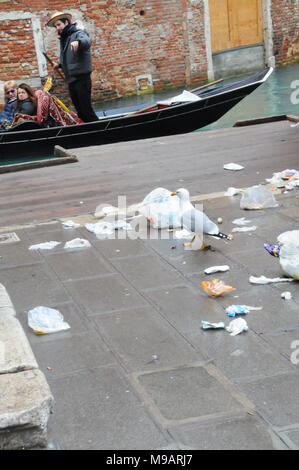 Un gabbiano a Venezia, Italia, raccoglie oltre di plastica sacchi della spazzatura. Foto Stock