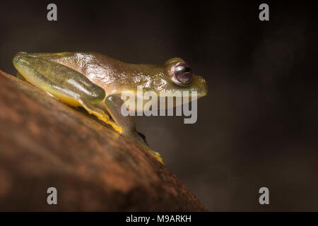 Il cochran glassfrog (Rulyrana saxiscandens) si trova solo nei fiumi della Cordillera Escalera, Perù. Si è ritenuto in via di estinzione e è rara. Foto Stock