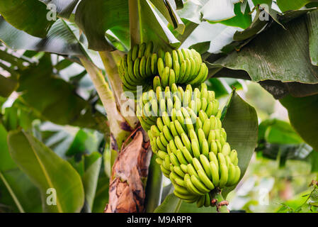 Foto di banane verdi appeso sulla banana tree Foto Stock