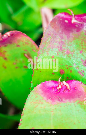 Aeonium isolare su sfondo in sping sumer,vista frontale dall'alto costo tecnico-up. Foto Stock