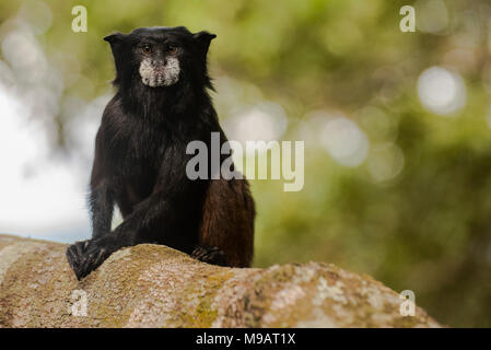 A doppio spiovente tamarin (Saguinus fuscicollis) dal Perù, queste piccole scimmie sono spesso visto in movimento in gruppi attraverso gli alberi. Foto Stock