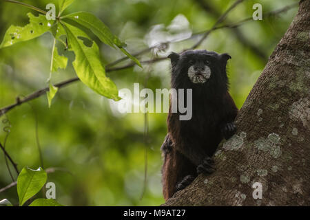 A doppio spiovente tamarin (Saguinus fuscicollis) dal Perù, queste piccole scimmie sono spesso visto in movimento in gruppi attraverso gli alberi. Foto Stock