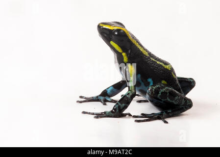 Il cielo blu di veleno (rana Hyloxalus azureiventris) è un molto raramente incontrate specie trovato solo in una piccola porzione del Perù. Elencate come minacciate di estinzione. Foto Stock