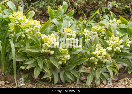 L'elleboro (Helleborus argutifolius) in fiore in Hampshire, Regno Unito Foto Stock