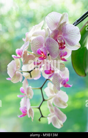 Phalaenopsis - Moth orchid Foto Stock