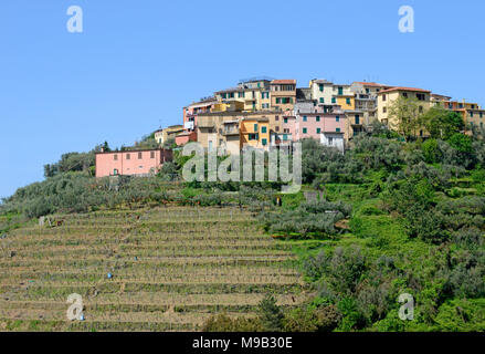 Vigneto, la viticoltura a Volastra, sito patrimonio mondiale dell'UNESCO, le Cinque Terre Liguria di Levante, Italia, mare Mediterraneo, Europa Foto Stock