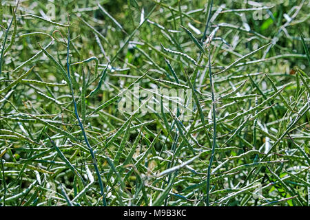 Primo piano della verde cialde di canola in un campo Foto Stock