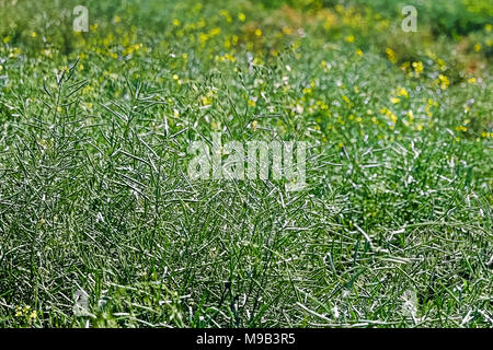 Un campo di colza verde con fiori sfocati in background. Foto Stock