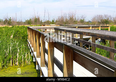 Una passeggiata educativa costruito in una zona paludosa e Foto Stock