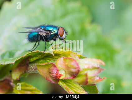 Una macro shot di una mosca seduto su una foglia verde. Foto Stock
