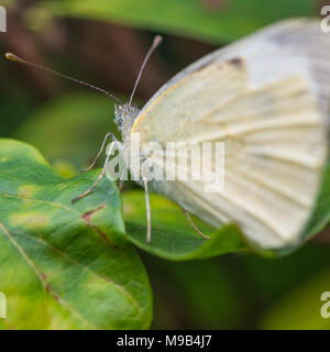 Una piccola farfalla bianca si siede su una foglia verde. Foto Stock