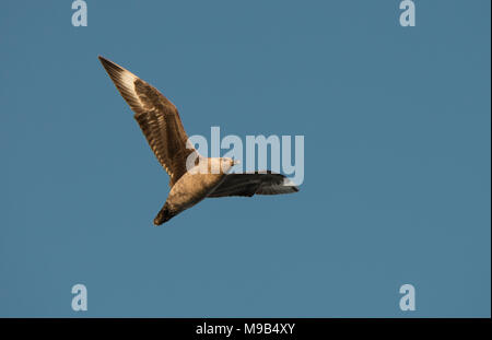 Un polare meridionale Skua (Stercorarius maccormicki) vola sopra l'Antartide, isolata contro un profondo cielo blu Foto Stock