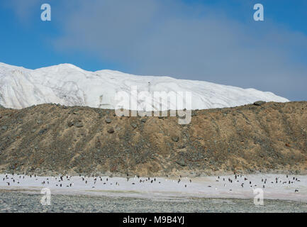 Un Adelie Penguin (Pygoscelis adeliae) colonia su una spiaggia in questa scena di paesaggio in Antartide Foto Stock