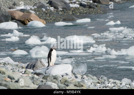 Un Adelie Penguin (Pygoscelis adeliae) in piedi su una costa rocciosa in Antartide Foto Stock