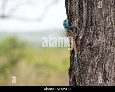 Struttura Blue-Headed Agama lizard su un tronco di albero in Sud Africa Foto Stock