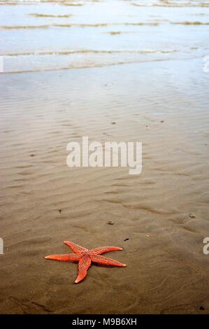 Starfish arenati su una spiaggia britannico dalla ritirata di marea Foto Stock