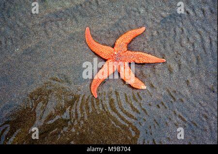 Starfish bloccati sulla spiaggia a Eastbourne Foto Stock