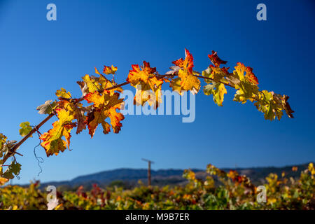 Preso da una prospettiva bassa in una vigna, una vigna archi attraverso un cielo azzurro intenso. Sfocato colline della contea di Napa e un gelo di prevenzione del mulino a vento. Foto Stock