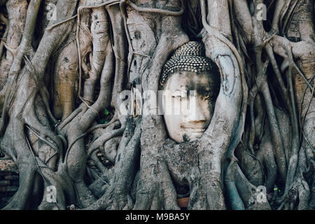 Statua del Buddha intrappolato in radici di albero di Wat Maha That, Ayutthaya, Thailandia Foto Stock