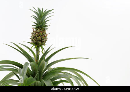 Piccolo bimbo ananas cresce su un impianto isolato su sfondo bianco con spazio di copia Foto Stock