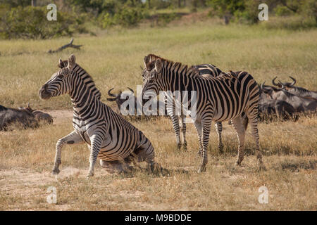 Zebra e laminazione di buffalo circa in Kruger Sud Africa Foto Stock