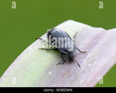 Unione carrion beetle Phosphuga atrata su una foglia Foto Stock