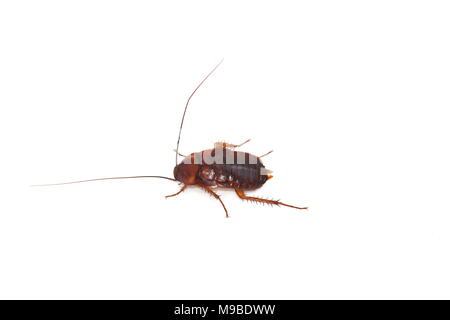 American scarafaggio Periplaneta americana nymph isolati su sfondo bianco Foto Stock