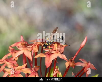 Nero e Giallo fango dauber wasp Sceliphron fistularum seduto in un fiore rosso Foto Stock