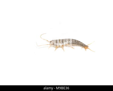 Primitiva di insetti parassiti silverfish lardoglyphus saccharina isolati su sfondo bianco Foto Stock