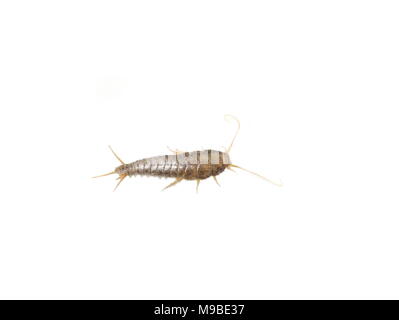 Primitiva di insetti parassiti silverfish lardoglyphus saccharina isolati su sfondo bianco Foto Stock