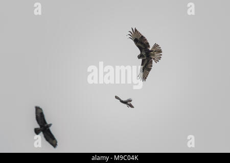 Regno Unito wildlife: Burley in Wharfedale, West Yorkshire, Regno Unito. Il 24 marzo 2018. Due poiane volare nel cielo avente un disaccordo con uno sparviero. Rebecca Cole/Alamy Live News Foto Stock
