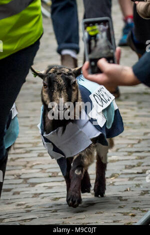 Londra, Regno Unito. Il 24 marzo 2018. Decima edizione della Oxford vs Cambridge gara di capra a Spitalfields City Farm. Credito: Guy Corbishley/Alamy Live News Foto Stock