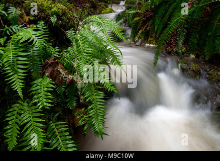 Roseburg, OREGON, Stati Uniti d'America. 24 Mar, 2018. Felci crescere dal rock come un piccolo torrente precipita una collina di muschio in western Oregon vicino Roseburg. Un massiccio sistema meteo ha portato la pioggia e la neve per gran parte della costa ovest degli Stati Uniti. Credito: Robin Loznak/ZUMA filo/Alamy Live News Foto Stock
