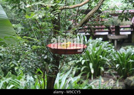 Lo zafferano brasiliano Finch (Sicalis flaveola) individuato all'aperto nel selvaggio. Sfondo di uccelli Foto Stock