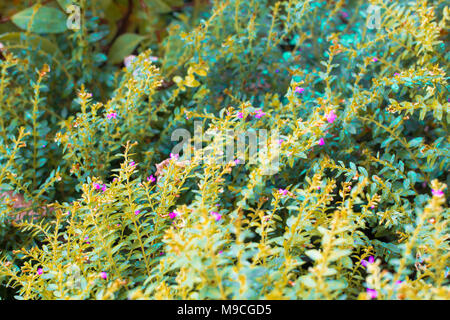 Il segnale di PEA fiori isolare su blackground sping in sumer,vista frontale dall'alto costo tecnico-up. Foto Stock