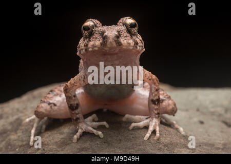 Il comune con testa grande rana (quixensis Oreobates) una specie comuni di incontrare nella foresta amazzonica. Foto Stock