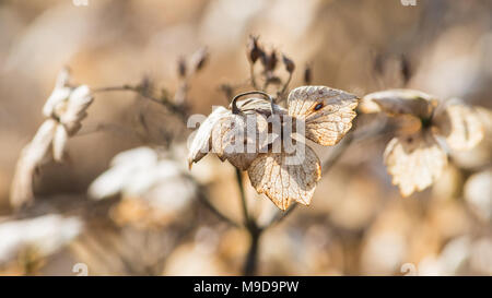 Una macro shot di decadimento delle brattee di un lacecap hydrangea bush. Foto Stock