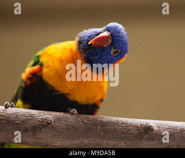 Un primo piano ritratto di un rainbow lorikeet (Trichoglossus moluccanus) appollaiato su un ramo. Foto Stock