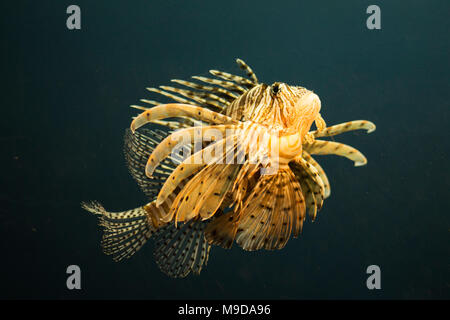 Leone comune (Pterois miles) nuoto su un blu-verde, sfondo; anche noto come diavolo firefish. Foto Stock