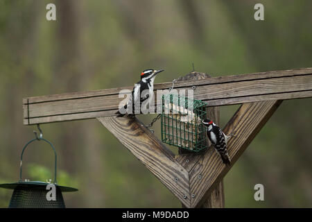 Due maschi picchio roverella (Dryobates pubescens) mangiare da un alimentatore suet. Foto Stock