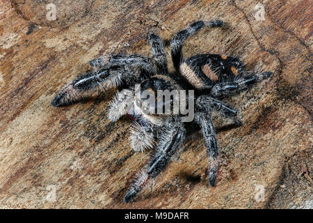 Close up di un Regal Jumping Spider, Phidippus regius Foto Stock