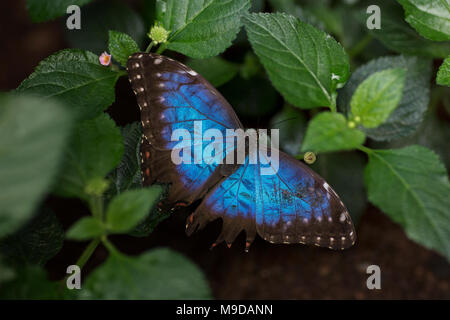 Blue morfo (morpho menelao) farfalla appoggiato su una boccola. Foto Stock