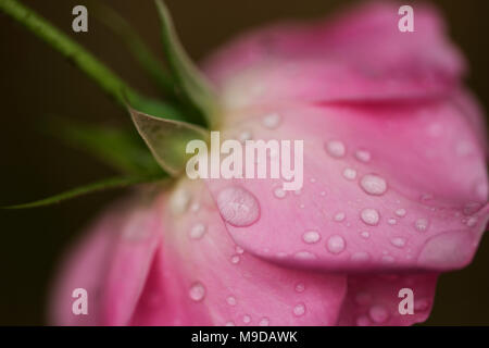 Una macro shot di gocce di acqua su di una rosa colore rosa dopo una doccia a pioggia. Foto Stock