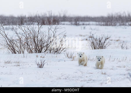 Appena emerse da Den, madre e due di otto settimane vecchio cuccioli Foto Stock